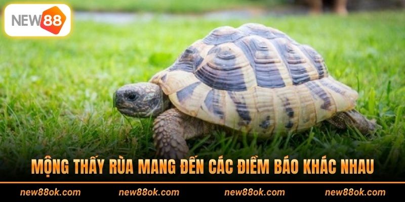 Mộng thấy rùa mang đến các điềm báo khác nhau